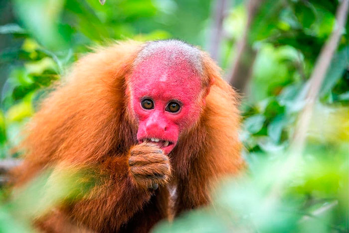 uakari scimmia dal volto rosso foto scattata nella riserva allpahuayo mishana