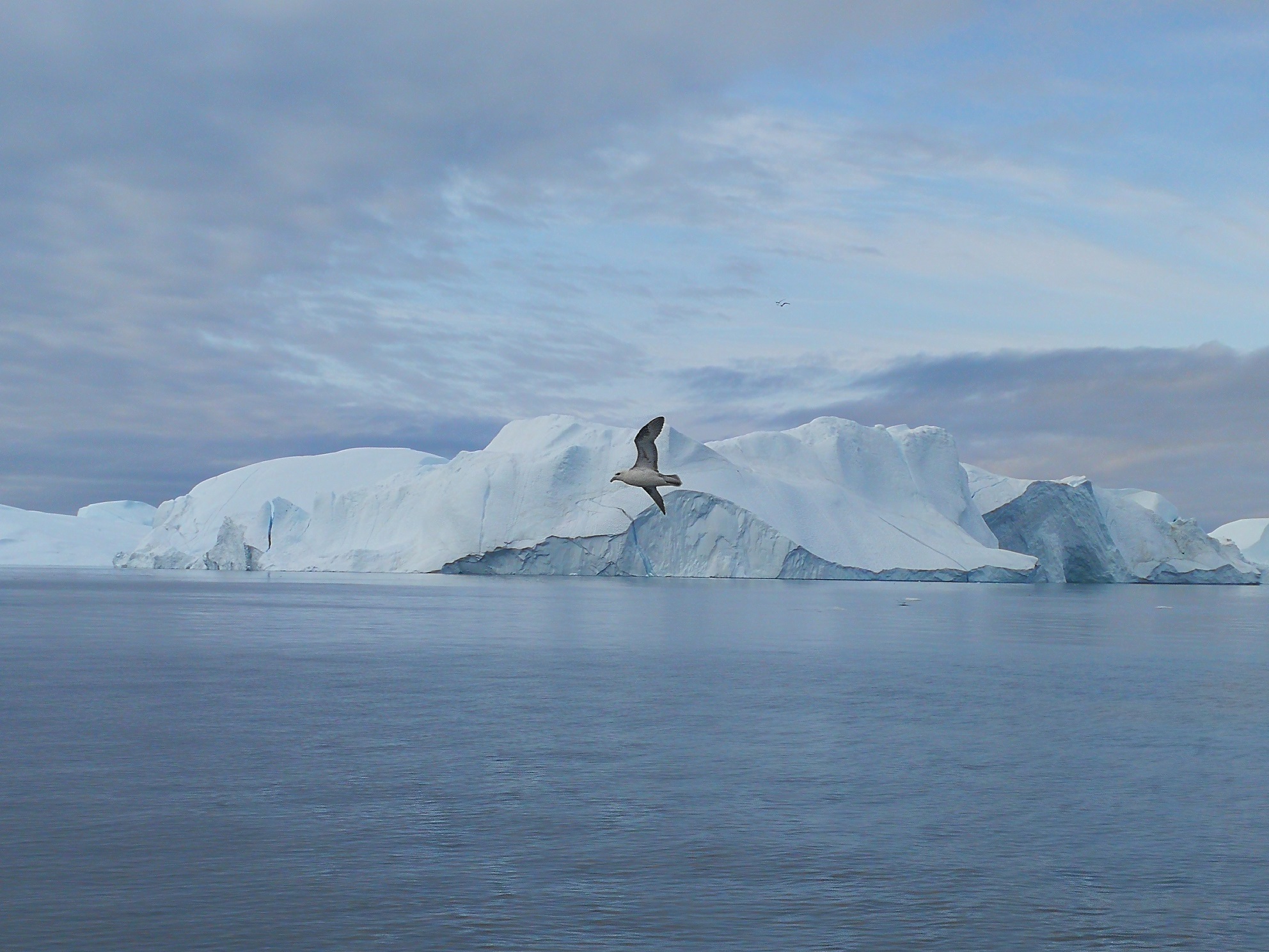uscita in barca fra i ghiacci di ilulissat per avvistare le balene e fare birdwatching