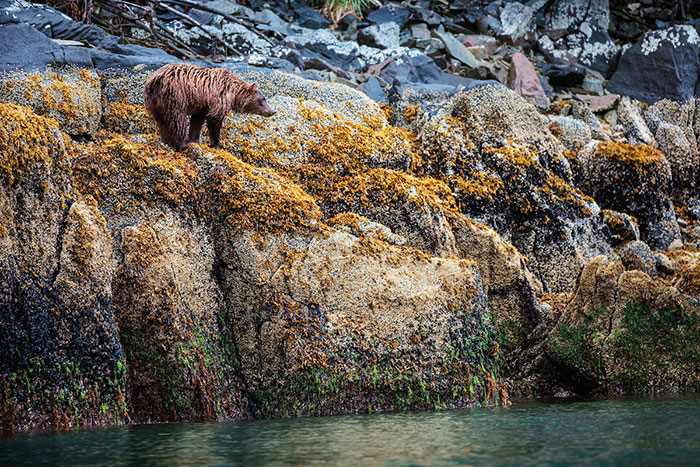 Viaggio di nozze in Alaska avvistamento orso bruno in ambiente naturale