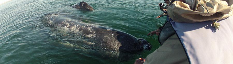 Whale watching in Baja California nel periodo migliore per vedere le balene in tour di avvistamento in barca