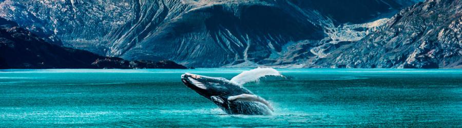 crociere al polo nord e nel circolo polare artico, nella foto una balena che salta fuori dall'acqua