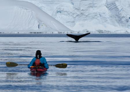 crociera in antartide avvistamento balene foto di philip stone
