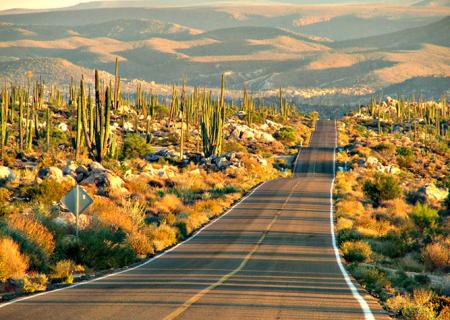 visita guidata in bassa california strada nel deserto con cactus