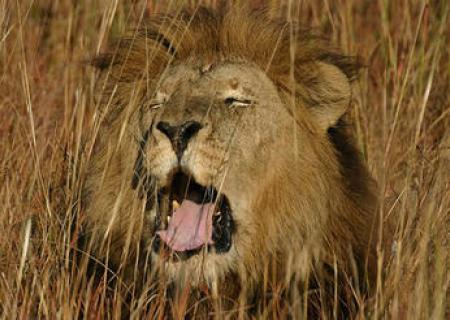 foto leone in viaggio-spedizione in africa con accompagnatore esperto