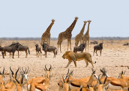 viaggi in gruppo in condivisione in Africa. Foto Namibia con giraffe e leoni