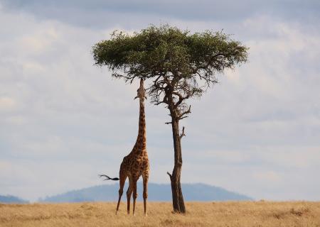 Tour di gruppo su misura con accompagnatore locale italiano in Kenya Parco Nazionale Amboseli foto di una Giraffa nella Savana