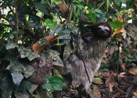Itinerario del viaggio in Costa Rica Osservazione fauna con foto di Bradipi scattata da Manuel Oppel
