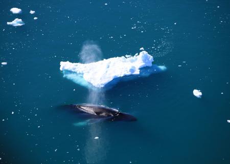 avvistamento balena megattera nella baia di disko in groenlandia sud-occidentale a ilulissat foto di anne mette christiansen visit greenland