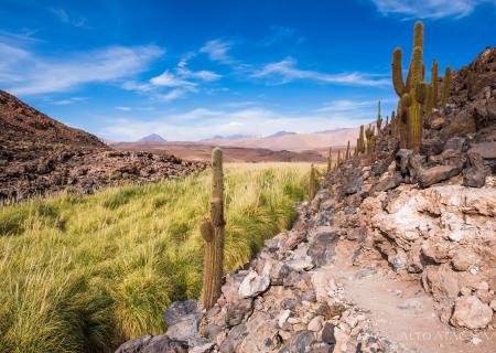nayara alto atacama lodge hotel di lusso da inserire nell'itinerario di viaggio in Cile. Escursione nel deserto per osservazione faunae flora. Nella foto i cactus cardones