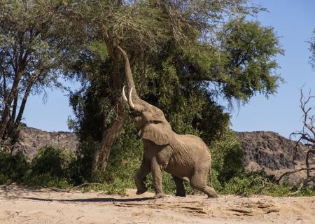 maestoso elefante del deserto che abita il mowani mountain camp avvistato durante escursione di gruppo