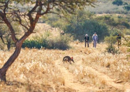 concediti un safari a piedi per conoscere da vicino la fauna e gli animali del deserto del Kalahari