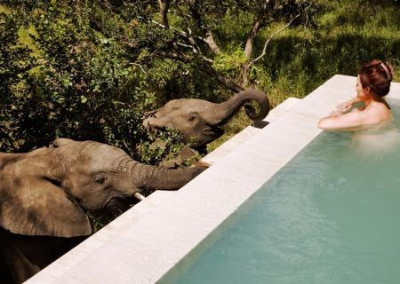 relax e piacevoli incontri con gli elefanti a bordo piscina della tua suite royal malewane nel parco nazionale kruger in Sudafrica
