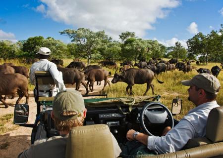 vivi un dinamico safari nella magica radura del Timbavati di royal malewane nel Kruger National Park in Sudafrica