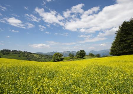 oasy dynamo area protetta dal wwf in Toscana vicino a Pistoia tra prati fioriti foreste e cielo blu per relax, passeggiate a cavallo, giri in bici
