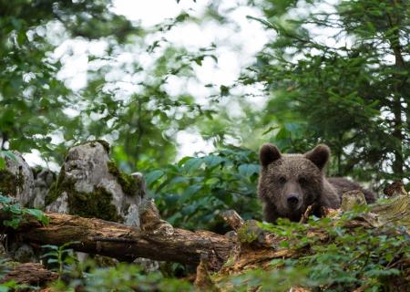 escursione personalizzata in slovenia con avvistamento orso bruno nella foresta di Kocevsko, foto di Cristine Sonvilla