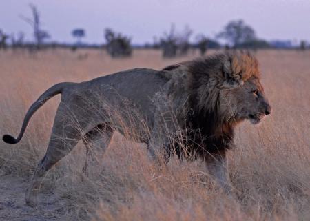 Tour guidato con avvistamento leoni nel Kalahari