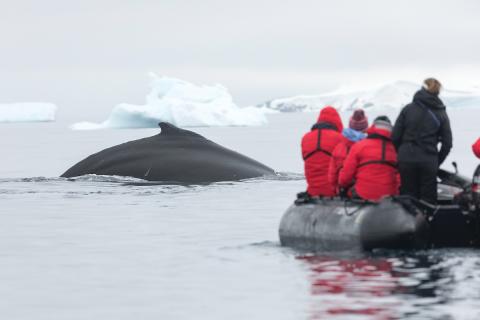 Avvistamento di una balena in Antartide durante escursione in zodiac foto di Daniela Plaza