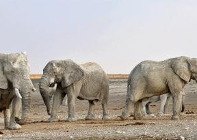 foto 4 elefanti in viaggio in africa che include quattro paesi zambia botswana zimbabwe namibia con accompagnatore esperto italiano in loco. Tra le mete: kafue livingstone mamili Nkasa Rupara chobe victoria falls