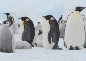 viaggio in Antartide Oceanwide Expeditions Colonia Pinguini Imperatore Snow Hill Island James Cresswell