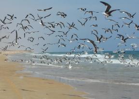 Il meglio dell'Oman foto della spiaggia Khalufa ad aprile durante vacanze di Pasqua