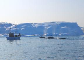 foto Groenlandia Baia di Disko Ilulissat durante escursione in barca con avvistamento balene, vista degli iceberg