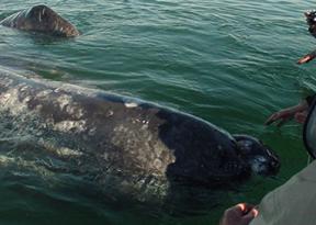 Whale watching in Baja California nel periodo migliore per vedere le balene in tour di avvistamento in barca