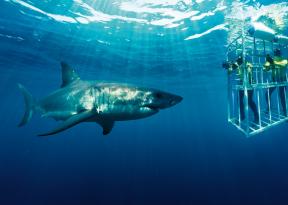 viaggio in sudafrica esperienza di immersione in gabbia a gaans bay per vedere il grande squalo bianco