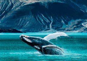 crociere al polo nord e nel circolo polare artico, nella foto una balena che salta fuori dall'acqua