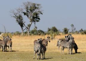 viaggio in botswana e safari con avvistamento animali nel deserto del kalahari