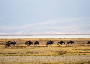 Avvistamento gnu nel parco serengeti durante un viaggio in tanzania