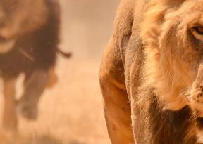Safari per osservare i Big 5 in Africa e nell'Artico. Nella foto leoni cacciando