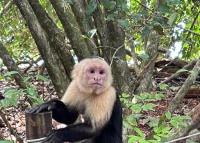 Vedere da vicino un esemplare di scimmia cappuccino all'interno del Parco Nazionale Corcovado in un viaggio organizzato in Costa Rica per famiglie